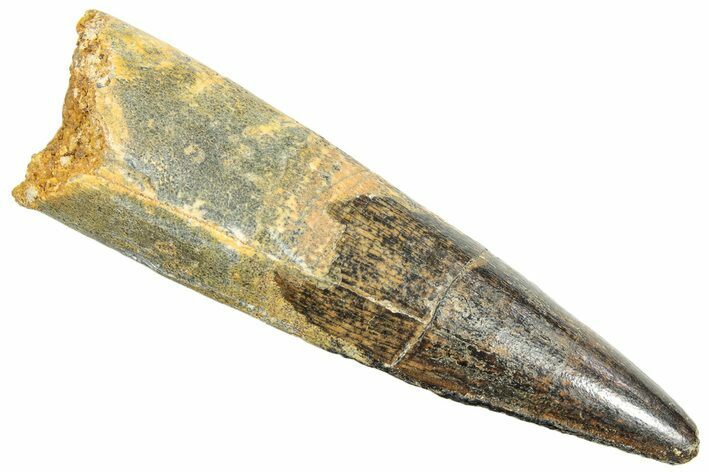 Fossil Spinosaurus Tooth - Real Dinosaur Tooth #245103